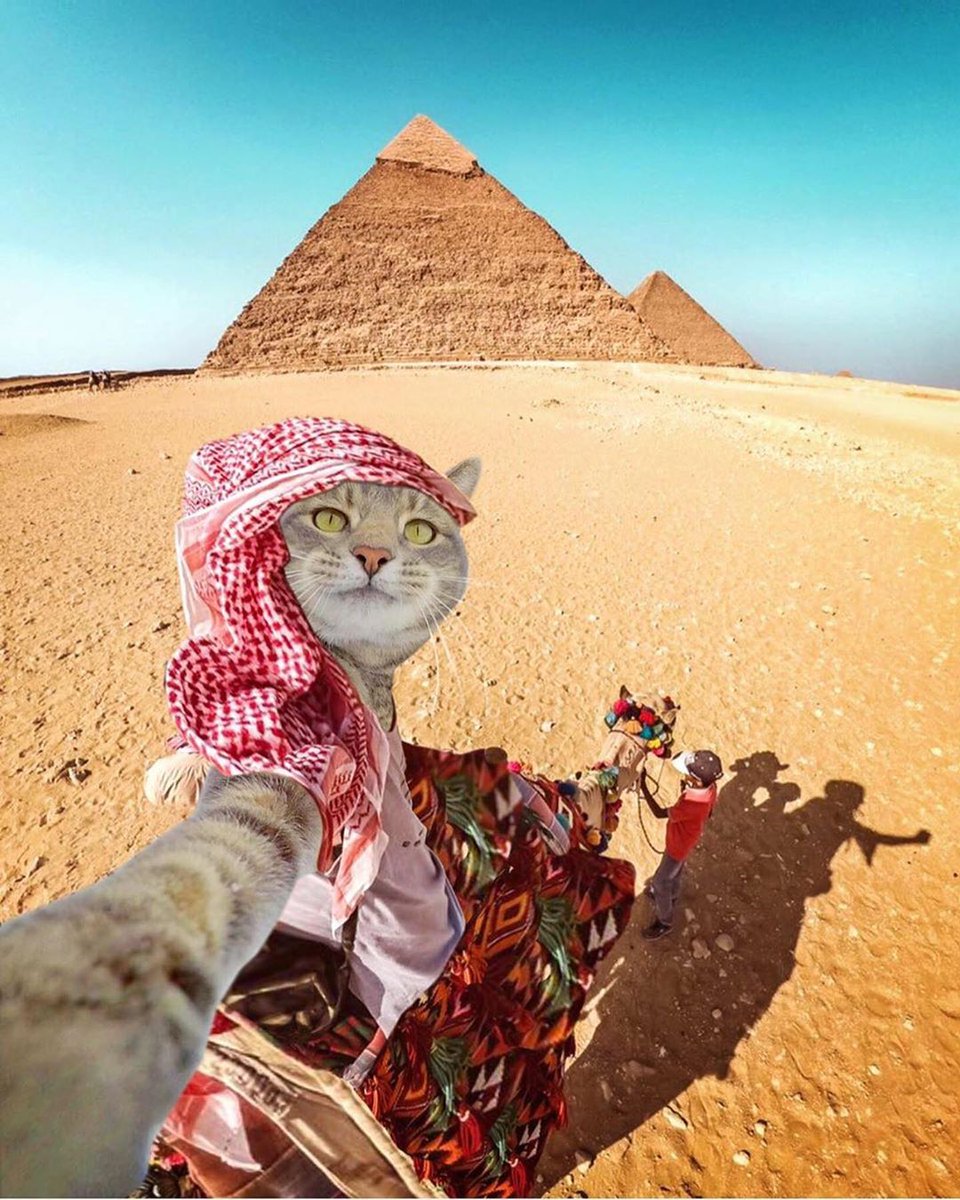 Cat taking selfie on Camel in Egypt